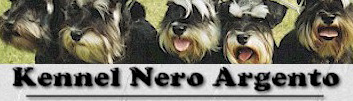 Visit Nero Argento's Miniature Schnauzers at www.nero-argento.dk!